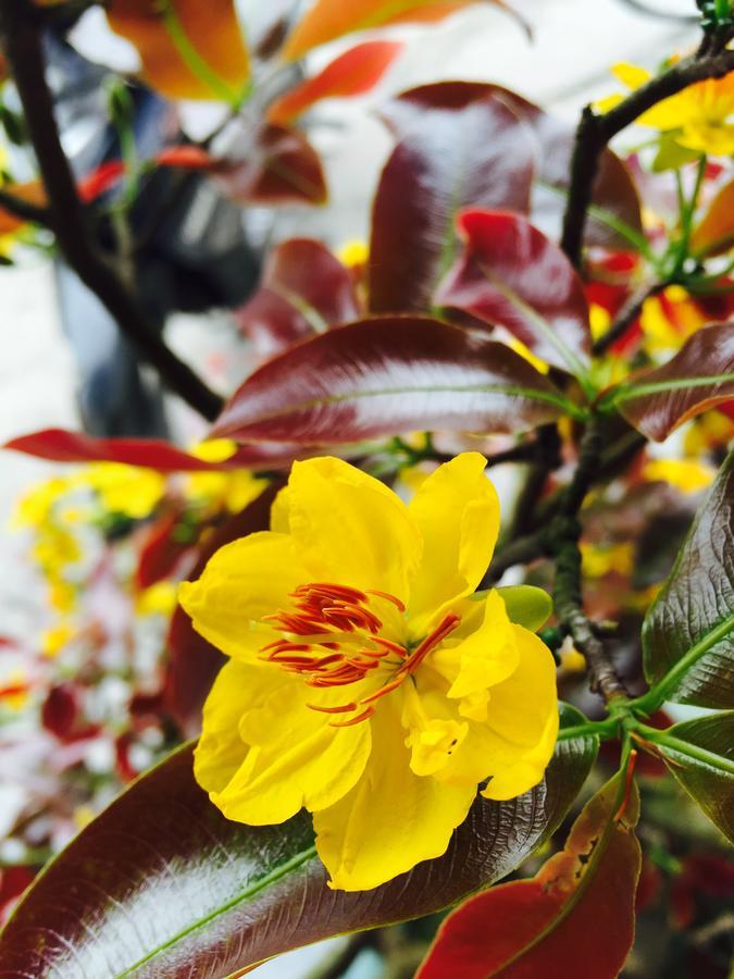 Champa Hoi An Villas Zewnętrze zdjęcie